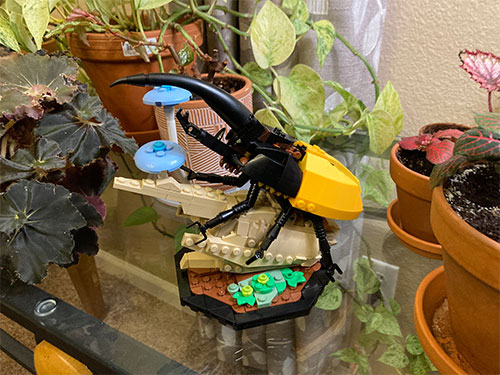 The beetle model off the base with wings closed