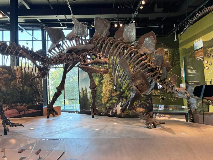 Photo of a stegosaurus skeleton at the Burke Museum