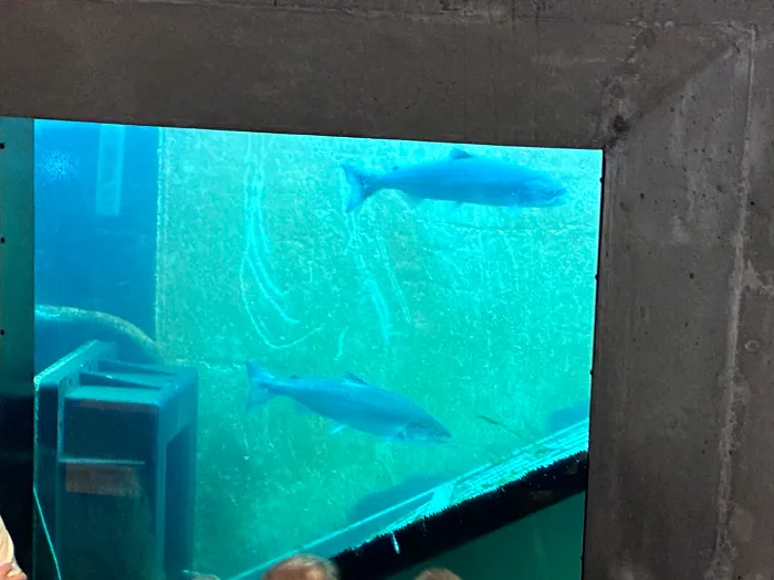 The real life fish ladder with two real life salmon in it