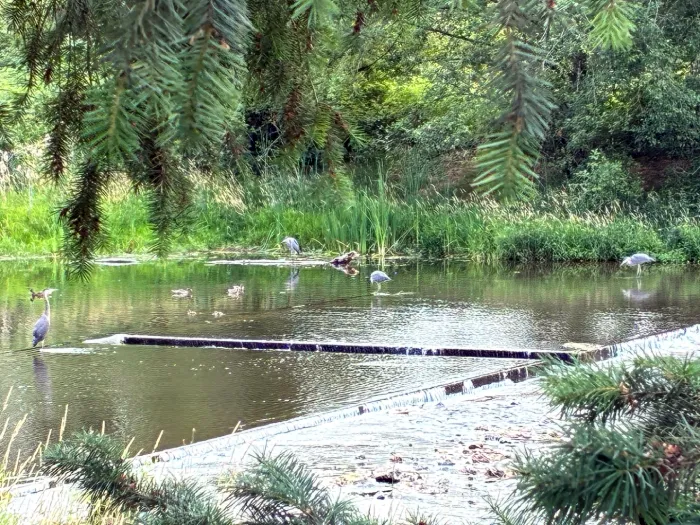Lots of herons and ducks in the Sammamish river