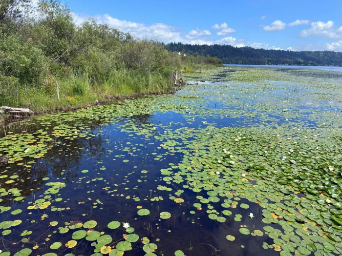 Lake Sammamish with beautiful blue water and lots of lilypads